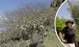 Scientists Grow Biblical Miracle Tree from 1000-Year-Old Seed