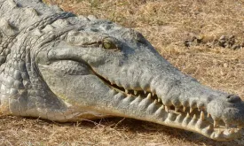 Spitssnout Crocodile Captured near Bonaire Identified as a Cuban Crocodile