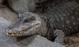 Spitssnout Crocodile Captured on Bonaire Dies