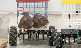 Study on 'racing' rats: 'They deliberately take detours'