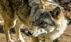 Sweden Starts Wolf Hunt to Halve Endangered Population