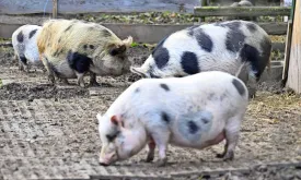 Teenage Girl Found Dead in Pigsty After Neighbor Assault in Russia