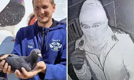 Thieves Steal Valuable Racing Pigeons from Breeder in Belgium