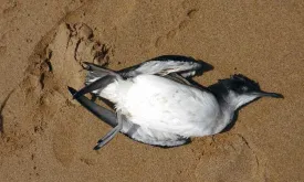 Thousands of Dead Seabirds Washed Up on Australian Coastline, Scientists Baffled