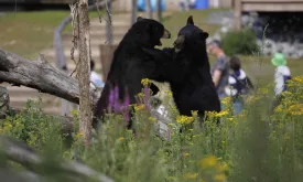 Tragedy Strikes as Black Bear Dack is Killed by Fellow Bear at Pairi Daiza Zoo