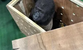 Turkish Customs Intercept Baby Gorilla on Cargo Flight