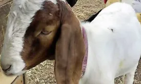 US police pay $300,000 for goat mistakenly taken from 9-year-old girl