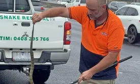 Woman Driving at 80 km/h on Highway Discovers Deadly Tiger Snake Crawling up Her Leg