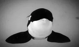 World Famous Orca Keto (29) Dies After Fatally Attacking Own Caretaker