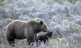 World's Most Famous Grizzly Bear Dies in Car Accident