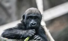 Young gorilla Eyare dies in Calgary zoo after tragic accident