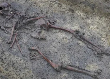 Archaeologists Discover Fifty Skeletons from Viking Age in Denmark