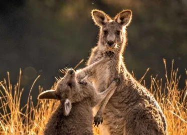 Australian Charged with Killing Nearly 100 Kangaroos