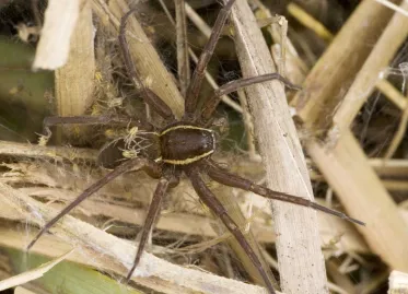 British Zoo Releases Giant Spiders: 'As Big as a Hand'