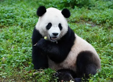 China Resumes 'Panda Diplomacy'; Washington Welcomes Two New Bears