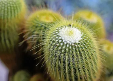 German city bans cacti in public spaces after man injures himself on plant