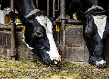 Germany Lifts Measures Against Foot-and-Mouth Disease