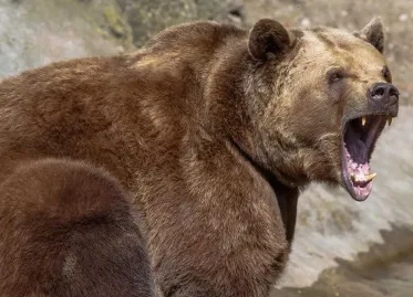 Man critically injured by brown bear while picking mushrooms in Slovakia