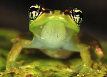 New Species of 'Star Trek Frogs' Discovered in Madagascar