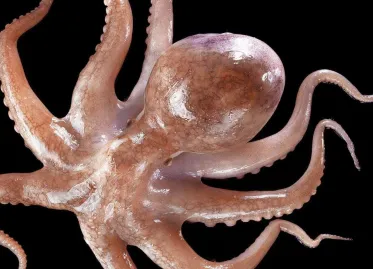 Octopuses Could Evolve to Build Underwater Civilizations, Oxford Professor Predicts