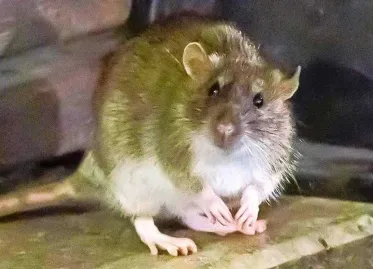 Panic at Police Station in Houston: Drug-addicted Rats Eat Evidence