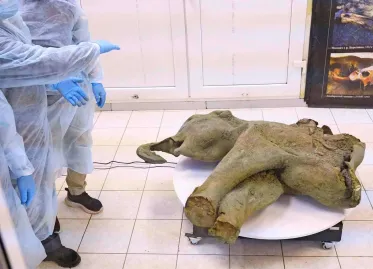 Rare and Well-Preserved Baby Mammoth Found in Siberia