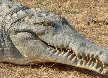 Spitssnout Crocodile Captured near Bonaire Identified as a Cuban Crocodile