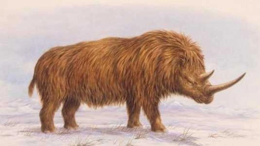 32,000-Year-Old Woolly Rhinoceros Found in Good Condition in Russia: 'Chance of 1 in 10,000'