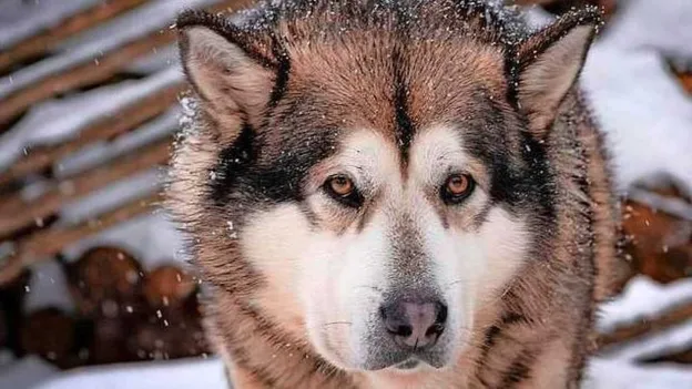 7-year-old Belgian Boy Dies After Attack by Five Sled Dogs in Front of His Mother