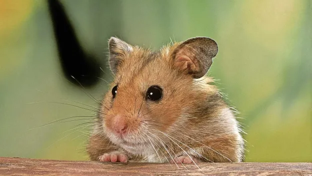 Airplane Grounded for Days After 132 Hamsters Escape