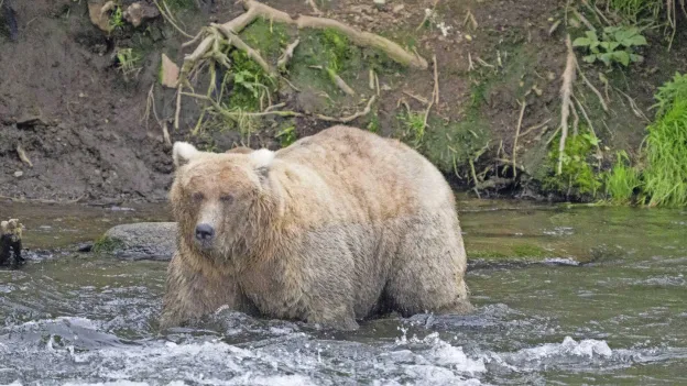 Annual 'Fat Bear Week' starts this year with deadly attack