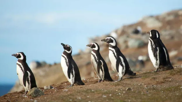 Argentinian Farmer Sentenced for Killing Over a Hundred Penguin Chicks