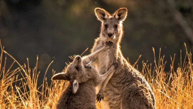 Australian Charged with Killing Nearly 100 Kangaroos