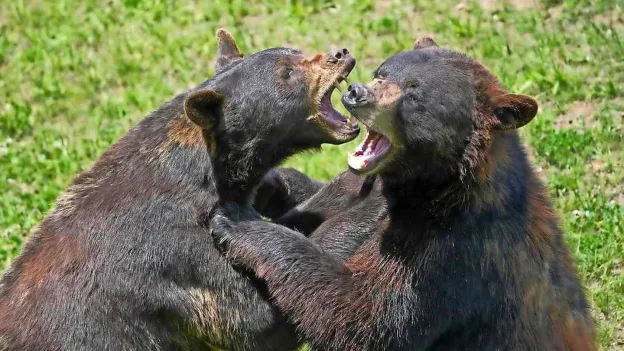 Bear Kills Another Bear During Intense Fight at Belgian Zoo