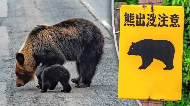 Bear storms Japanese supermarket and injures employee, captured after two days