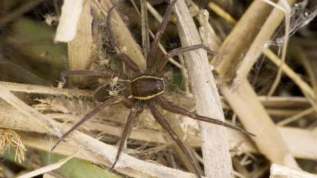 British Zoo Releases Giant Spiders: 'As Big as a Hand'