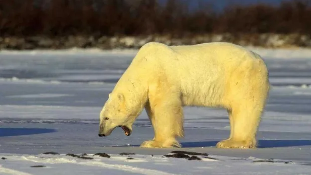 Canadian man jumps on polar bear to save his wife, neighbor also helps