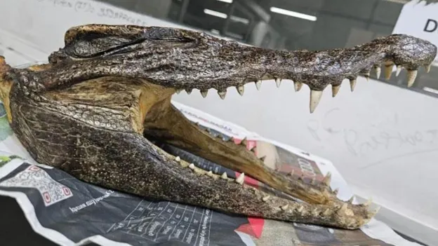 Canadian Tourist Caught at Customs with Crocodile Skull in Suitcase