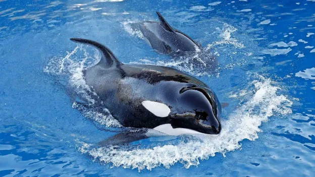 Closure of Europe's Largest Dolphinarium in Antibes Raises Concerns for Orca Welfare