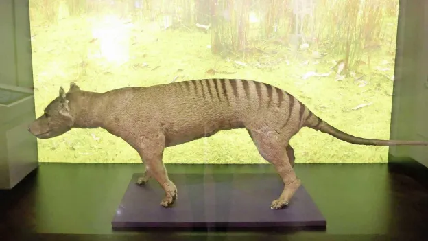 Could Tasmanian Tiger Return to Earth?