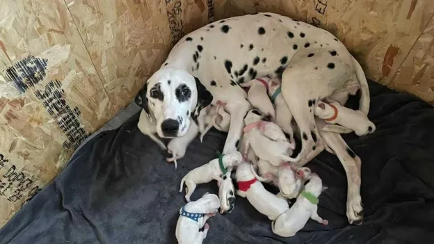 Dalmatian in Bergen gives birth to 19 puppies, ties world record