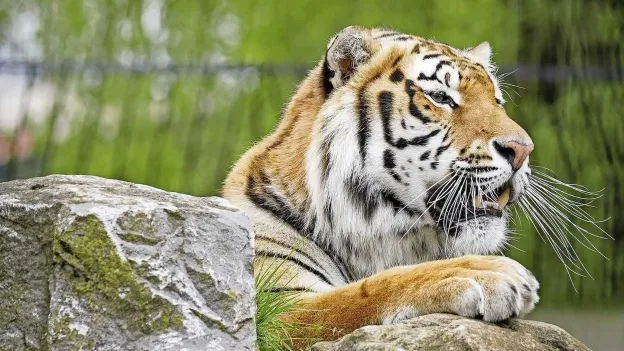 Deadly bird flu strikes 47 tigers in Vietnamese zoos