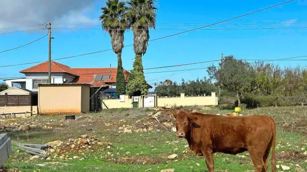 Deserted Streets in Northern Israel: More Foxes Than Cars