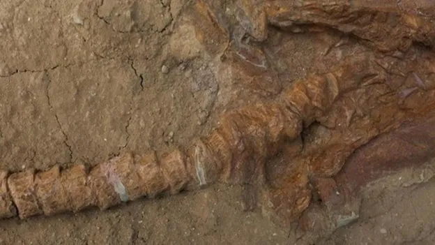 Discovery of 9 Million Year Old Shark Fossils in Peru