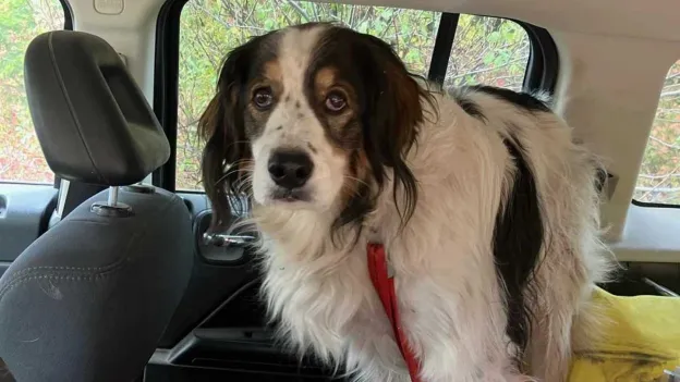 Dog Gita Saves Owner (84) After Waiting for Hours in the Middle of the Road for Help