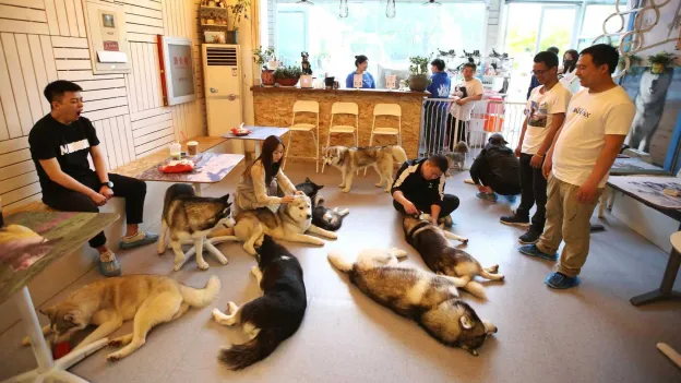 Dogs and Cats Working Massively in China as a Trend