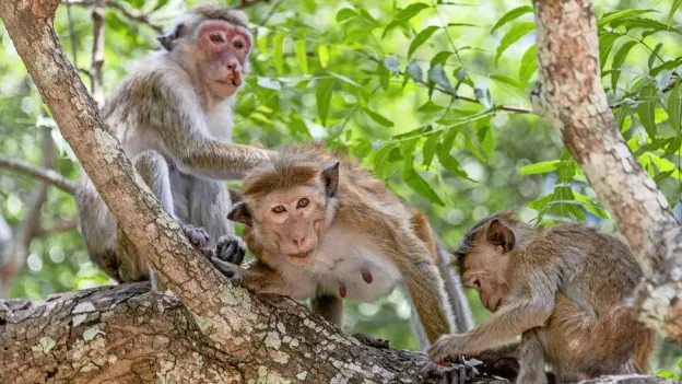 Dozens of Monkeys Escape from Research Lab, Authorities on the Hunt