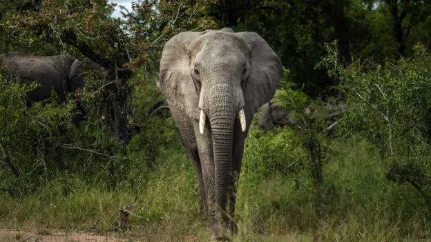 Elephant Kills Tourist in Kruger Park, South Africa