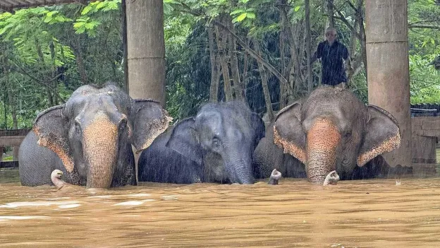 Elephants Drown in Severe Flooding in Northern Thailand