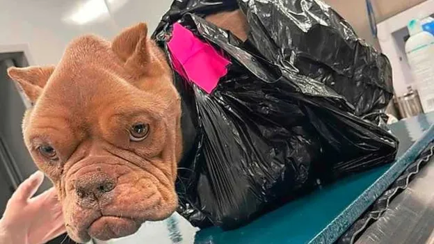 Emaciated Bulldog Found Near Train Tracks, Unable to Walk Due to Taped Bag